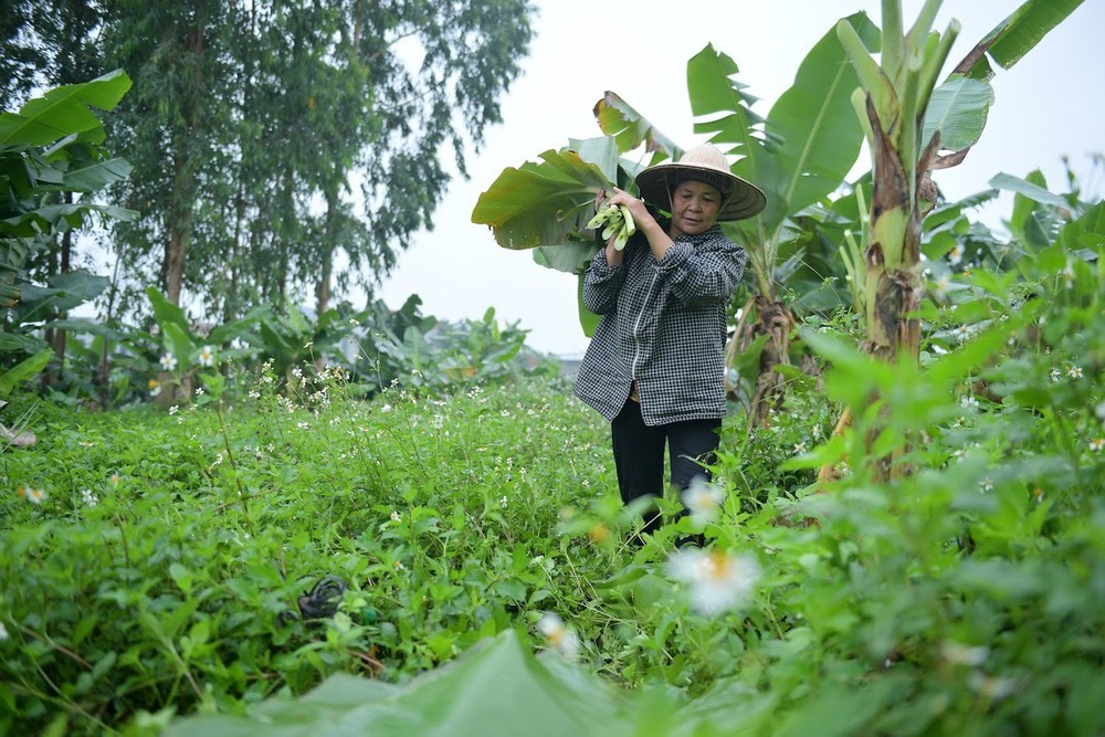 Nghề độc ở Hà Nội: Bán lá chuối rừng, kiếm hàng chục triệu đồng mỗi tháng - Ảnh 2.