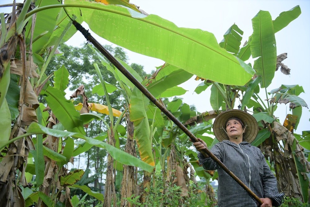 Nghề độc ở Hà Nội: Bán lá chuối rừng, kiếm hàng chục triệu đồng mỗi tháng - Ảnh 5.