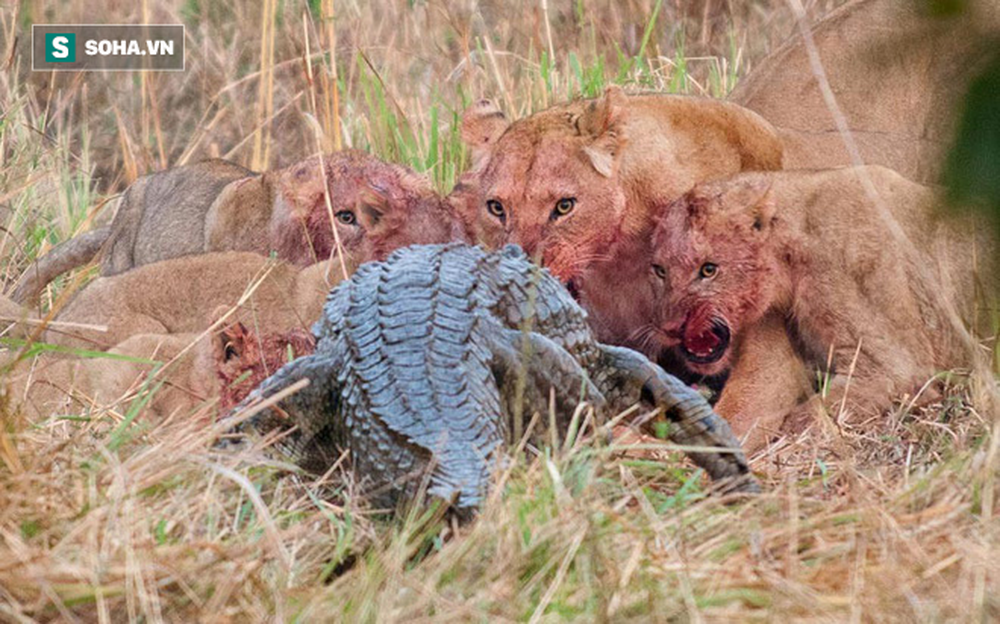 Cá sấu cố gắng trộm thức ăn của sư tử; báo và linh cẩu cũng to gan không kém - Ảnh 1.