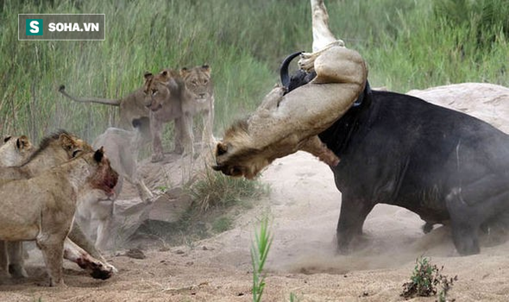 Bị cả đàn sư tử đói truy sát, trâu rừng dùng tuyệt kỹ cực độc: Kết cục ra sao? - Ảnh 1.