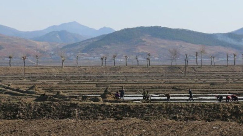 Cảnh dân Triều Tiên vật vã chống hạn trên đồng, xin viện trợ khẩn - Ảnh 2.