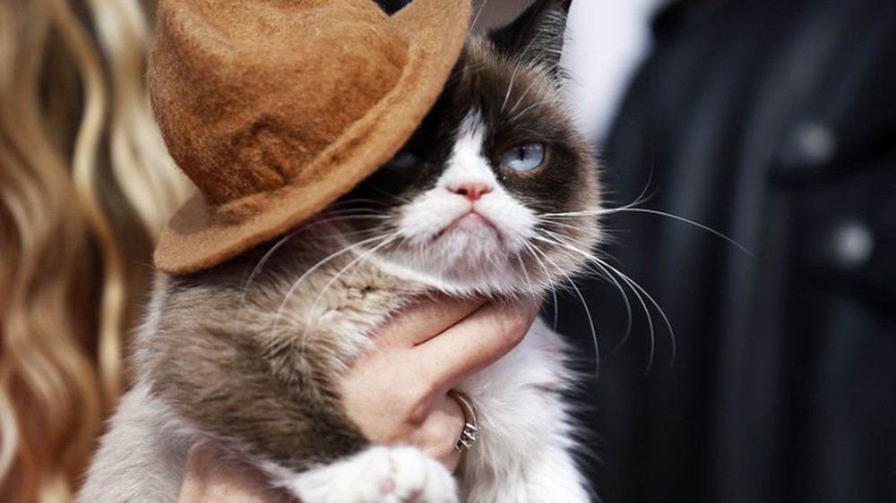Grumpy Cat - cô mèo cáu kỉnh nhất thế giới với hơn 8 triệu người theo dõi đã qua đời - Ảnh 3.