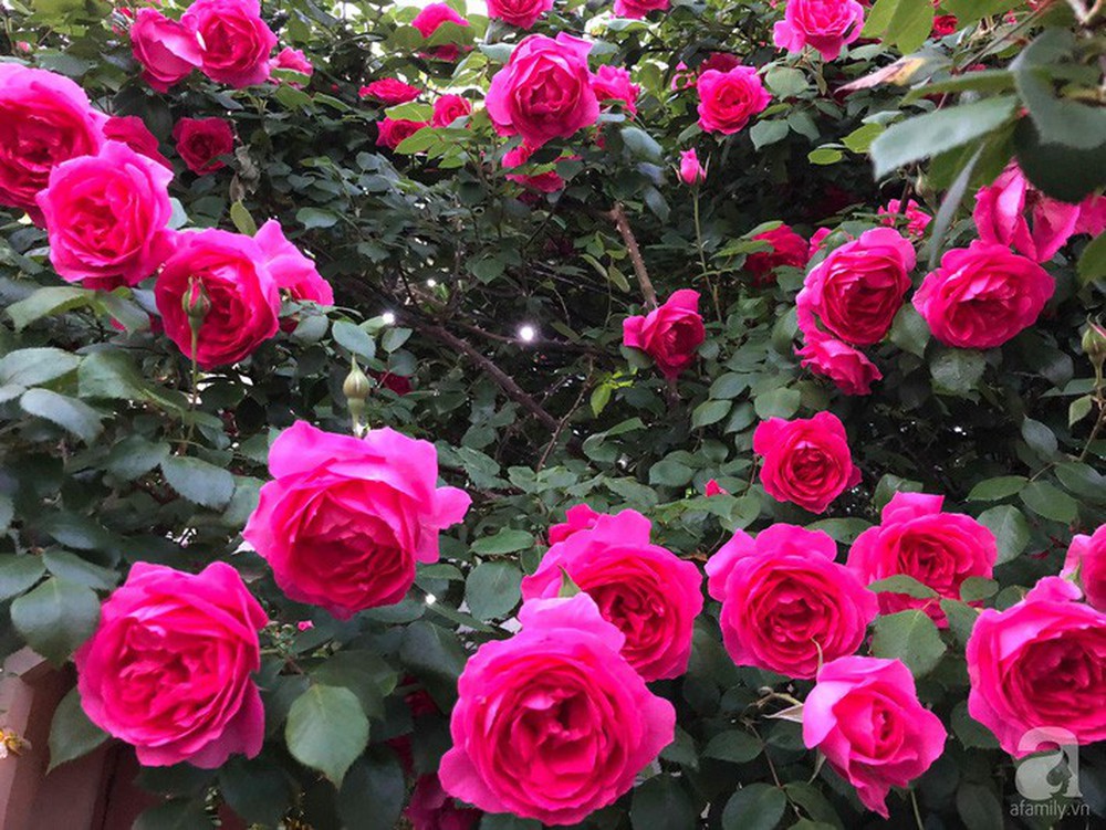 Khu vườn hoa hồng trước nhà đẹp như cổ tích của người đàn ông Việt ở Nhật - Ảnh 6.