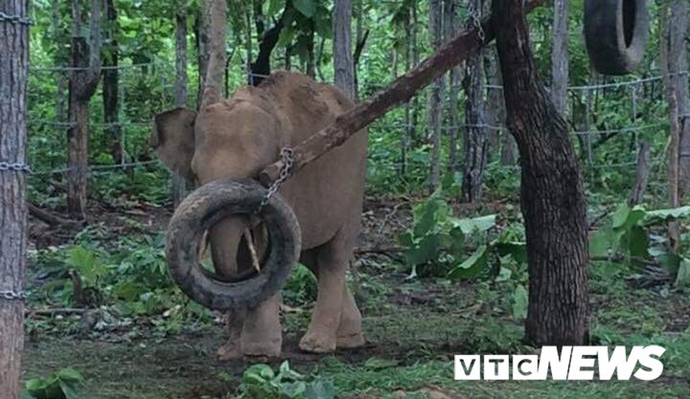 Ảnh: Khám phá một ngày làm việc của những bảo mẫu voi rừng Tây Nguyên - Ảnh 11.