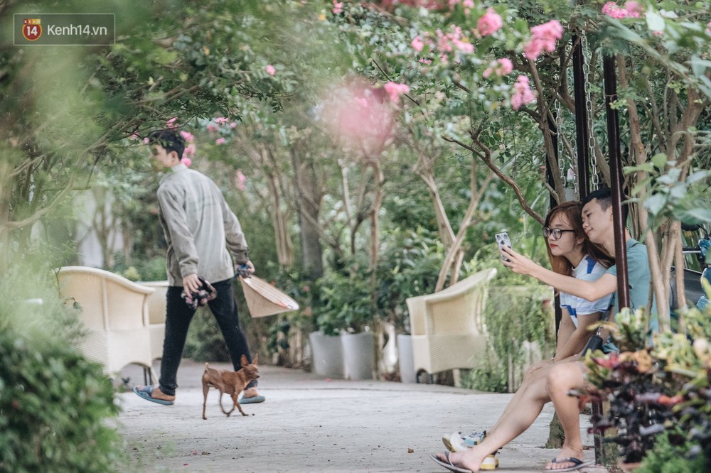 Chùm ảnh: Con đường ở Hà Nội được tạo nên bởi 100 gốc hoa tường vi đẹp như khu vườn cổ tích - Ảnh 8.