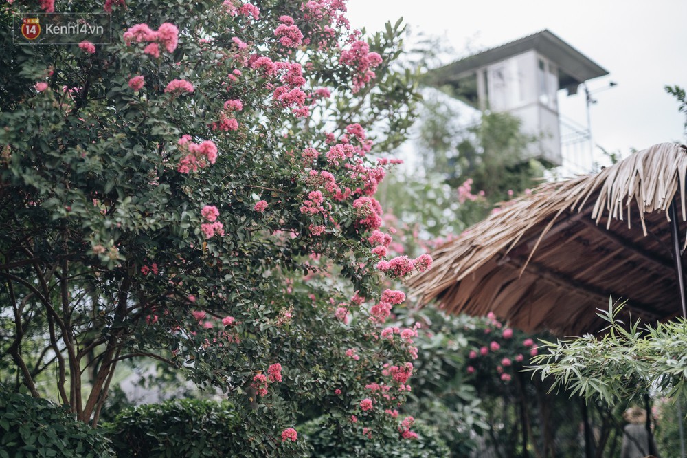 Chùm ảnh: Con đường ở Hà Nội được tạo nên bởi 100 gốc hoa tường vi đẹp như khu vườn cổ tích - Ảnh 9.