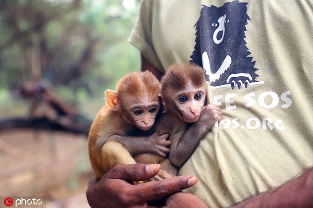 Rớt nước mắt cảnh hai khỉ con mồ côi ôm chặt nhau không rời - Ảnh 1.