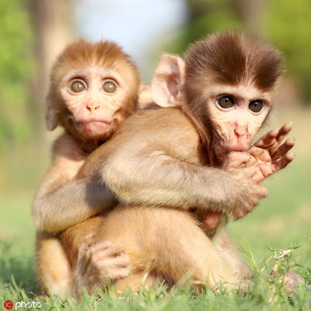 Rớt nước mắt cảnh hai khỉ con mồ côi ôm chặt nhau không rời - Ảnh 3.