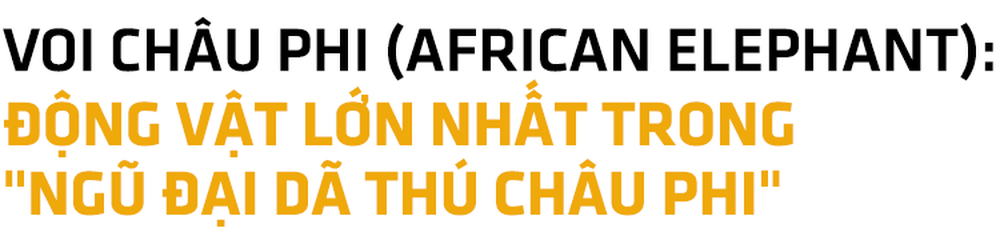 Ngũ đại dã thú châu Phi: Bí mật nguy hiểm của những loài động vật khổng lồ xứ hoang dã - Ảnh 7.