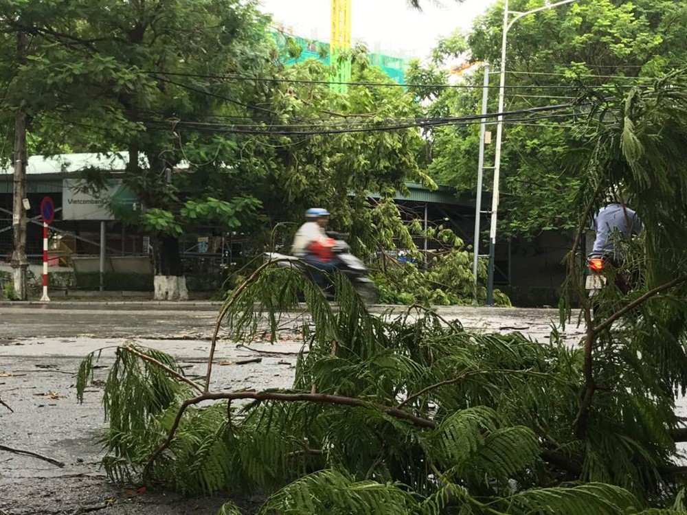 Hàng loạt cây đổ rạp sau khi bão số 2 đổ bộ vào Hải Phòng - Ảnh 7.