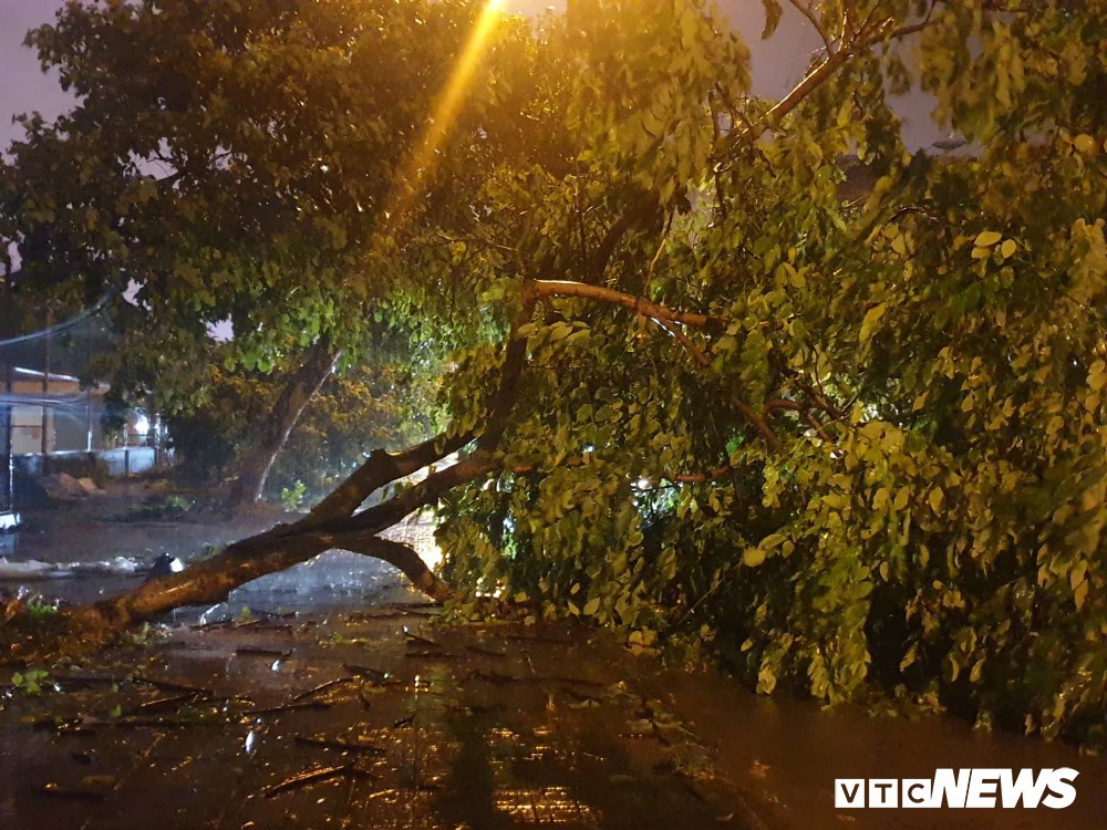 Bão số 3: Móng Cái - Quảng Ninh đang mưa rất to, cây cối bật gốc, đổ rạp trên đường - Ảnh 2.