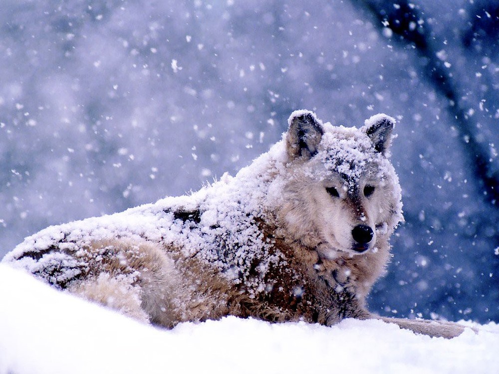 Nhốt con sói săn được ở ngoài vườn trong đêm bão, hôm sau, người đàn ông kinh ngạc trước cảnh tượng nhìn thấy - Ảnh 1.