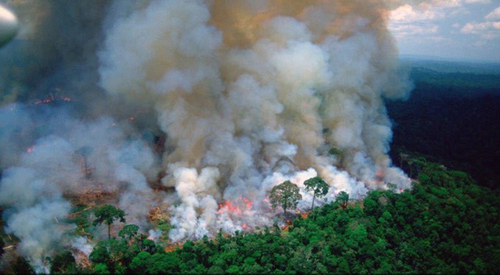 Những hình ảnh đau đớn vì cháy rừng Amazon - Ảnh 2.