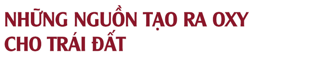 Rừng Amazon cháy thảm khốc, oxy của Trái Đất đang cạn kiệt: Quan niệm này hoàn toàn sai lầm - Vì sao? - Ảnh 2.