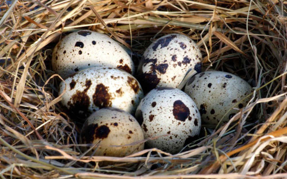 Trứng chim cút mang lại nhiều tác dụng cho sức khỏe - Ảnh 1.