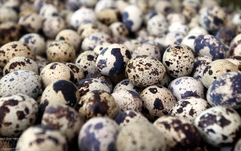 Trứng chim cút mang lại nhiều tác dụng cho sức khỏe - Ảnh 3.