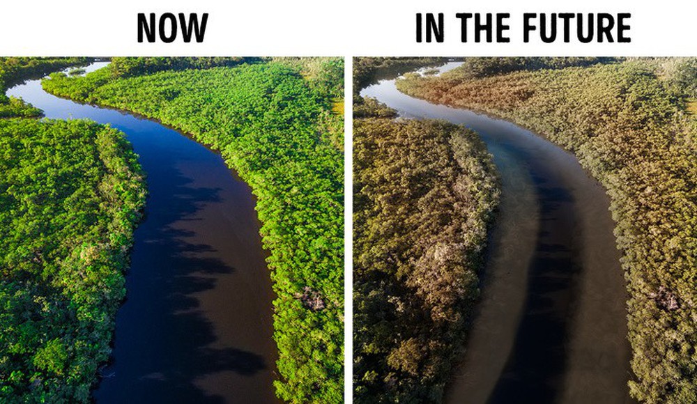Những thảm họa đáng sợ nào có thể xảy ra nếu rừng Amazon biến mất hoàn toàn? - Ảnh 10.