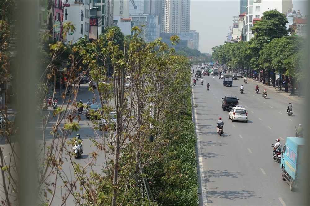 Hàng phong lá đỏ đường Trần Duy Hưng khô héo trong tiết thu - Ảnh 1.