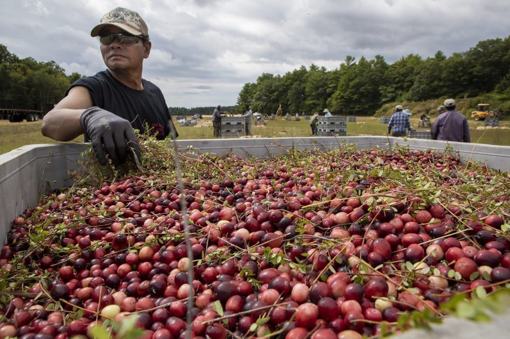 Chiến tranh thương mại leo thang nhưng người nông dân trồng táo Mỹ vẫn khỏe re, vì sao? - Ảnh 1.
