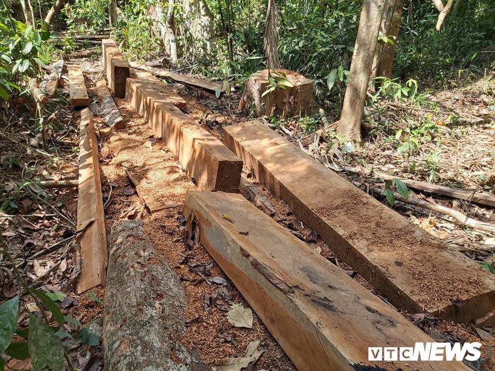 Hàng loạt cây cổ thụ ở rừng Quảng Nam bị lâm tặc chặt hạ - Ảnh 2.