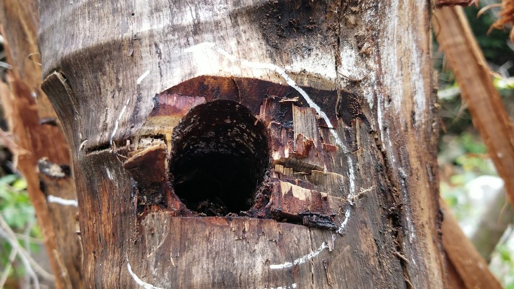 Bị đục thân, đổ dầu đốt gốc 2 cây gỗ hương cổ thụ chết, chủ rừng nói không thiệt hại vì gỗ vẫn còn ở đó - Ảnh 4.