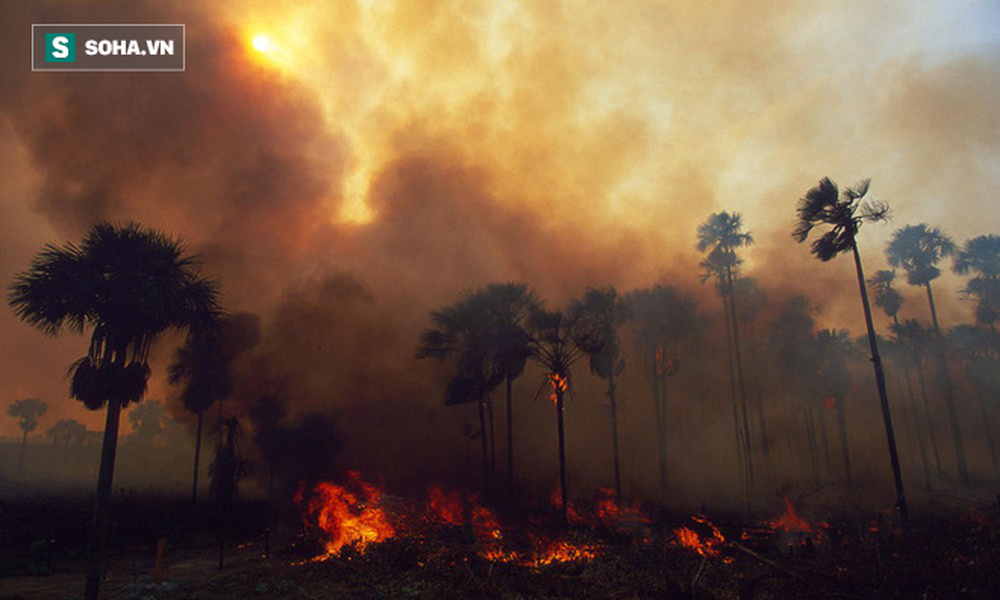 Cháy rừng nhiệt đới Amazon có ảnh hưởng đến sức khoẻ của bạn không? - Ảnh 1.