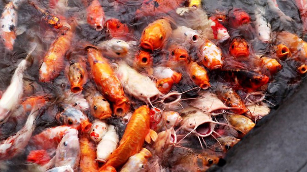 Đến Đại nội Huế ngắm đàn cá ‘khủng’ 5.000 con lấy may ngày đầu năm 2020 - Ảnh 1.
