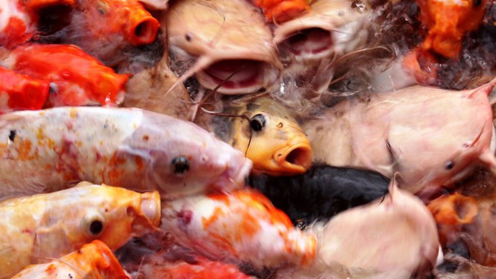 Đến Đại nội Huế ngắm đàn cá ‘khủng’ 5.000 con lấy may ngày đầu năm 2020 - Ảnh 2.