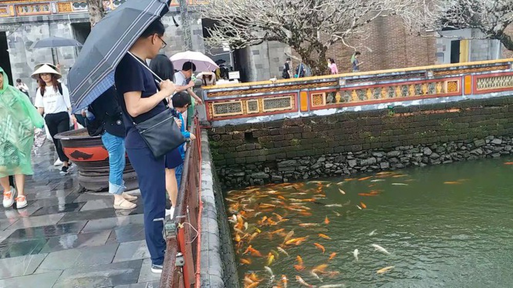 Đến Đại nội Huế ngắm đàn cá ‘khủng’ 5.000 con lấy may ngày đầu năm 2020 - Ảnh 5.