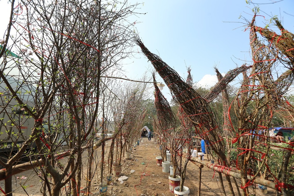 Vượt 300km về Hà Nội, đào rừng không lá không hoa hét giá khó tin gần 200 triệu đồng - Ảnh 7.