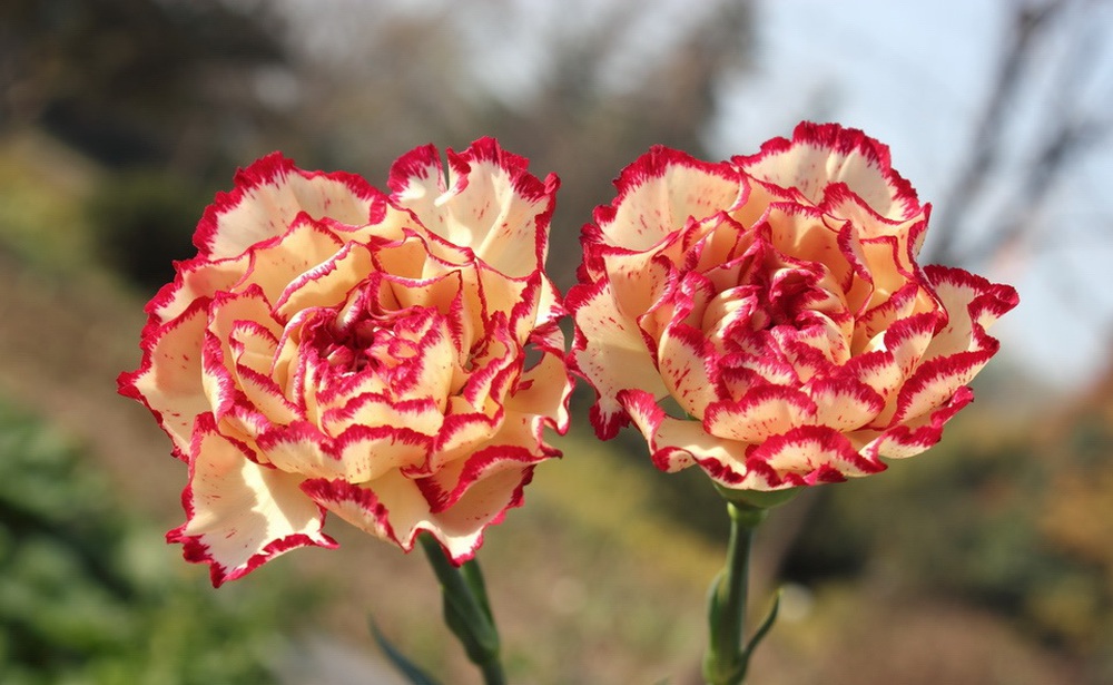 Vừa dễ cắm lại vừa đẹp, hoa cẩm chướng chính là loại hoa không thể thiếu trong ngày Tết - Ảnh 3.