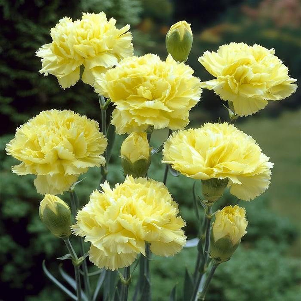 Vừa dễ cắm lại vừa đẹp, hoa cẩm chướng chính là loại hoa không thể thiếu trong ngày Tết - Ảnh 6.