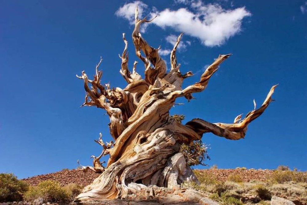 Bí ẩn loài cây sống cả nghìn năm tuổi - Ảnh 2.
