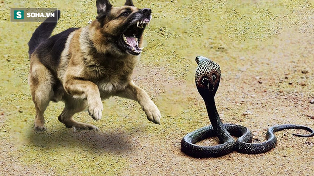 Chó Phú Quốc thông minh, tiêu diệt rắn hổ mang để bảo vệ gia đình chủ - Ảnh 1.