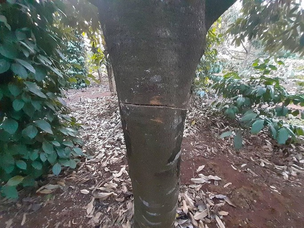  Điêu đứng phát hiện gần 60 cây sầu riêng bị chặt phá trong ngày Tết  - Ảnh 2.