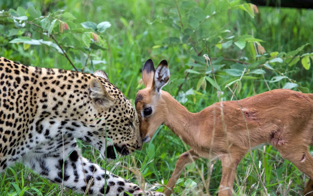 24h qua ảnh: Báo đốm chơi đùa với con mồi trước khi ăn thịt - Ảnh 2.