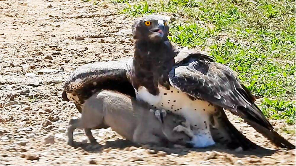 Đại bàng Martial lớn nhất châu Phi lao như tên bắn bắt gọn lợn bướu - Ảnh 2.