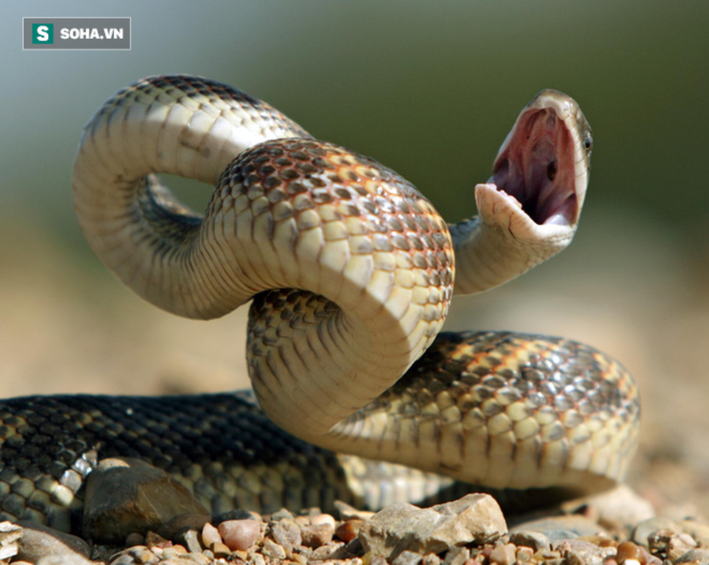 Giải mã bí ẩn: Động vật lớn nhất mà rắn có thể nuốt là gì? - Ảnh 1.