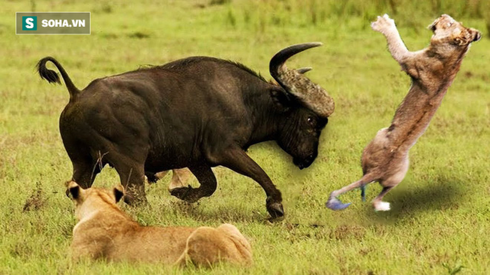 Uma manada de leões caçava búfalos selvagens, um deles foi atingido por uma palmada pesada, entrou em pânico e retirou-se da batalha - Foto 1.