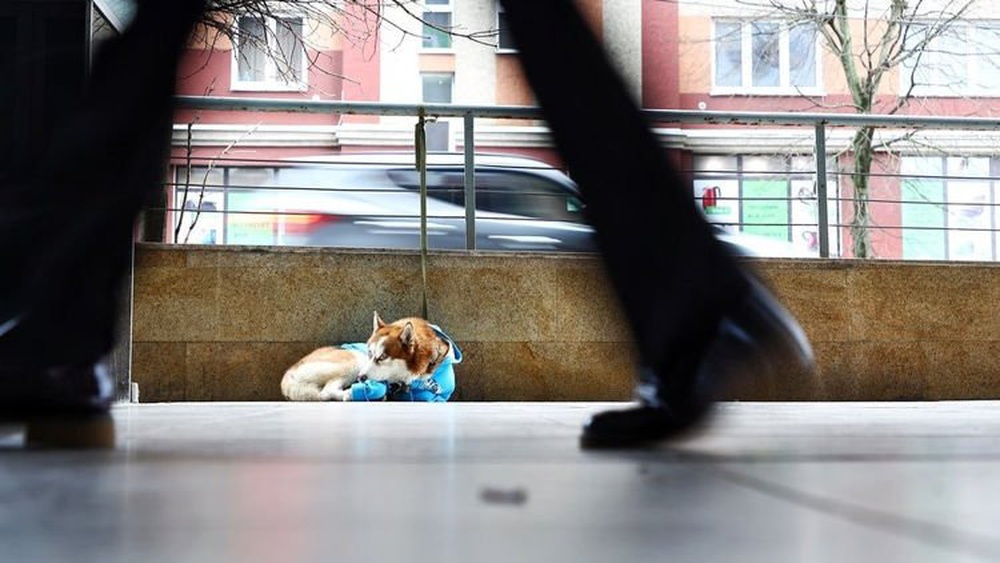 Câu chuyện về Hachiko của nước Nga: Chú chó Husky mặc tấm áo xanh, ngày ngày nằm ngoài vỉa hè giá rét chờ chủ đi làm về - Ảnh 4.