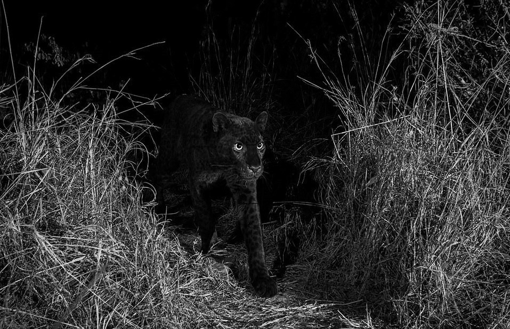 Vẻ đẹp siêu thực của loài báo đen bí ẩn nhất châu Phi - Ảnh 1.