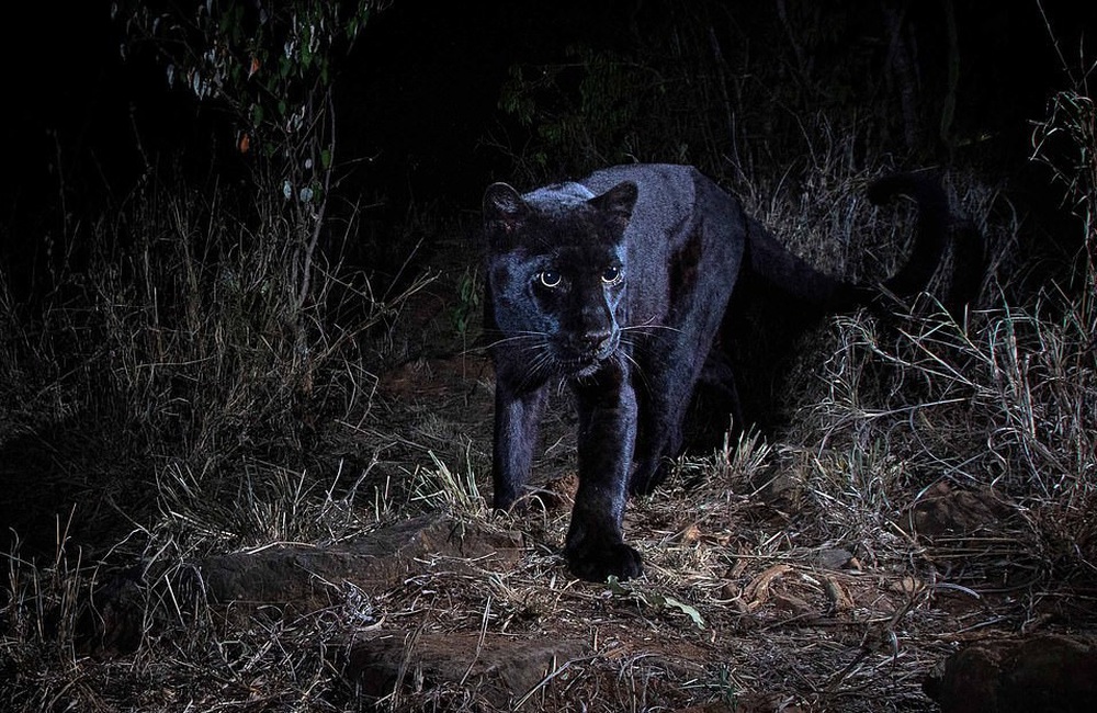 Vẻ đẹp siêu thực của loài báo đen bí ẩn nhất châu Phi - Ảnh 4.