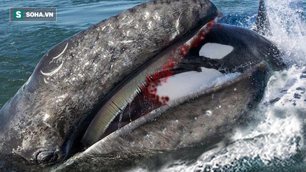 Killer whale attacks gray whale, who is the king of the sea?  - Photo 1.