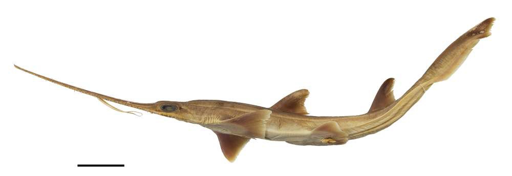 Phát hiện 2 loài cá mập mới, hiếm tới nỗi chưa từng có bất kỳ nghiên cứu nào về chúng - Ảnh 1.