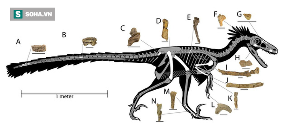 Phát hiện loài chim khủng long cách đây 67 triệu năm, có sức mạnh sánh ngang báo gê-pa - Ảnh 1.