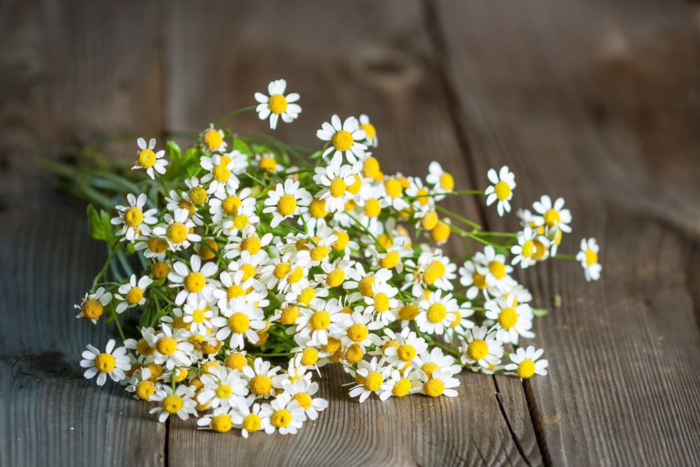8 loại hương hoa có thể giúp diệt và xua đuổi muỗi trong nhà thích hợp cho chị em dùng vào những ngày hè - Ảnh 6.