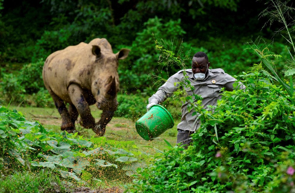 24h qua ảnh: Nhân viên chăm sóc động vật bỏ chạy khỏi tê giác khổng lồ - Ảnh 7.