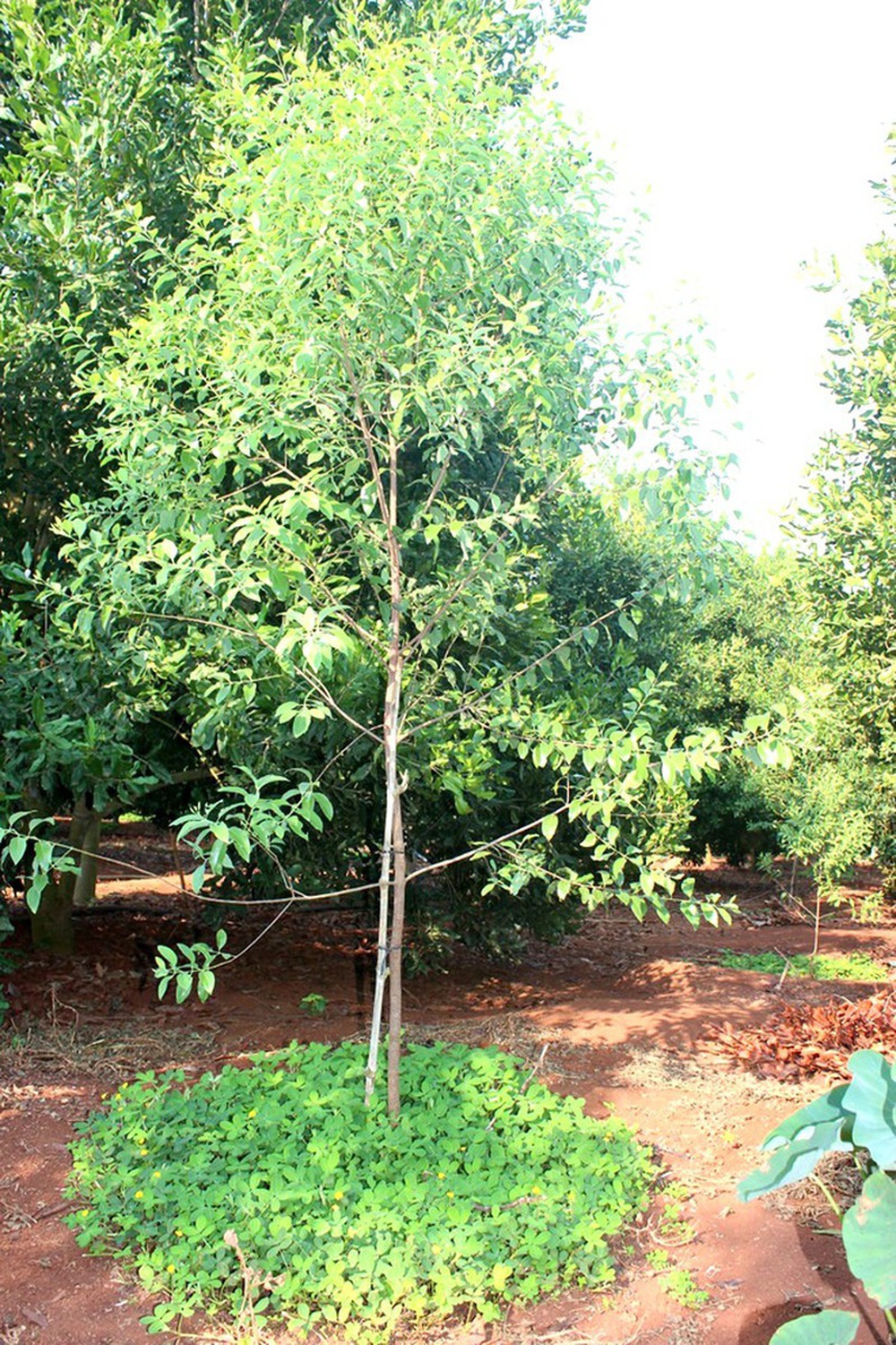 Cuộc hôn nhân  giữa vương mộc và nữ hoàng các loại hạt - Ảnh 1.