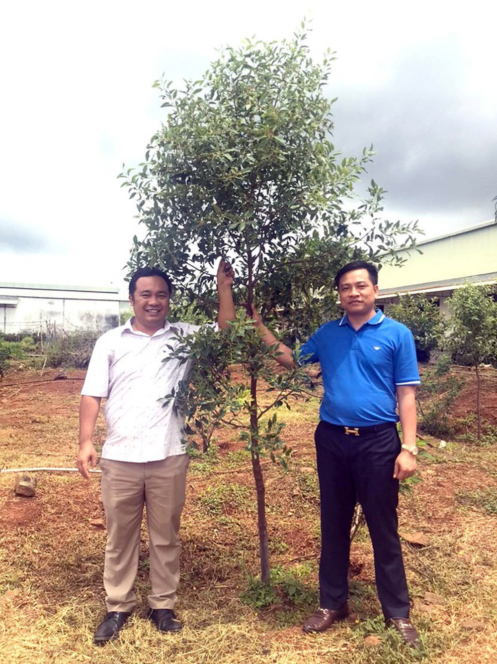 Cuộc hôn nhân  giữa vương mộc và nữ hoàng các loại hạt - Ảnh 2.