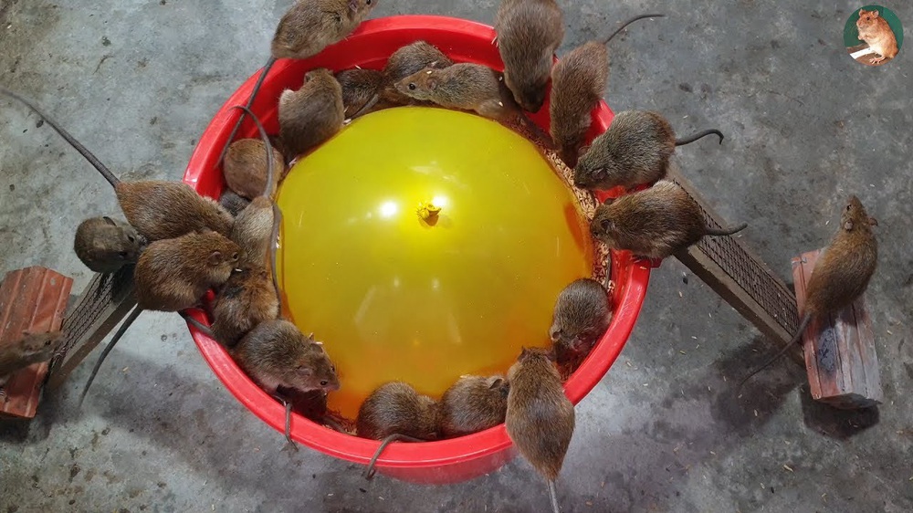 Cả lũ chuột sập bẫy cùng lúc vì một quả bóng bay, mồi và xô nhựa - Ảnh 3.